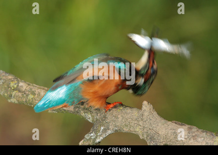 river kingfisher (Alcedo atthis), male killing prey by slapping it on the branch, Germany, Bavaria Stock Photo