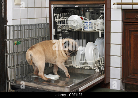 Pug (Canis lupus f. familiaris), standing on open door of a dishwasher Stock Photo