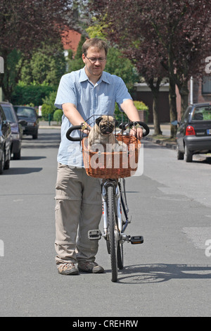 Pug (Canis lupus f. familiaris), man with bicycle and one year old Pug in a basket Stock Photo