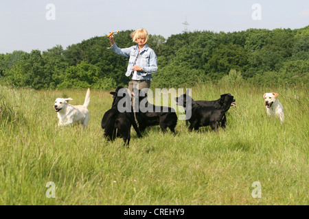 Labrador Retriever (Canis lupus f. familiaris), woman playing with six dogs on a meadow Stock Photo