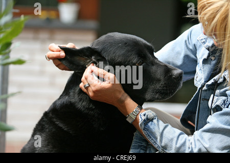 Labrador Retriever (Canis lupus f. familiaris), woman cleaning the ears with a cloth Stock Photo