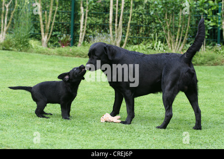 Labrador Retriever (Canis lupus f. familiaris), whelp, 9 weeks old, with its' father on a meadow in the garden Stock Photo