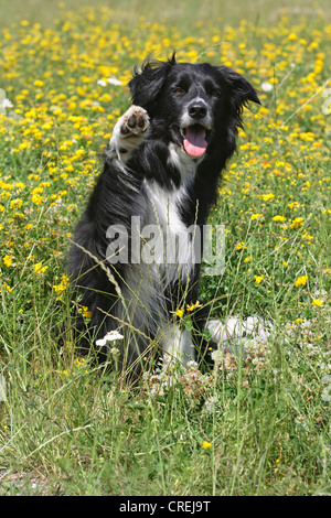 Border Collie (Canis lupus f. familiaris), dog sitting on a flowering meadow and waving with its paw Stock Photo