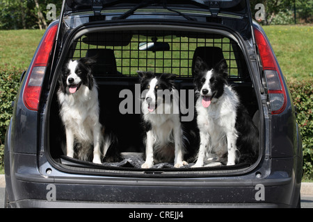Border Collie (Canis lupus f. familiaris), three dogs side by side in a car boot Stock Photo