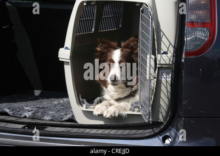 Border Collie Canis lupus f. familiaris lying in a dog crate in a car boot Stock Photo Alamy