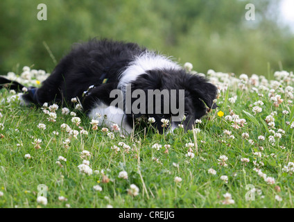 Border Collie (Canis lupus f. familiaris), nine-week-old puppy lying on meadow Stock Photo