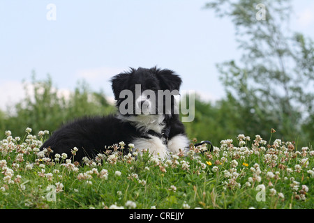 Border Collie (Canis lupus f. familiaris), nine-week-old puppy lying on meadow Stock Photo