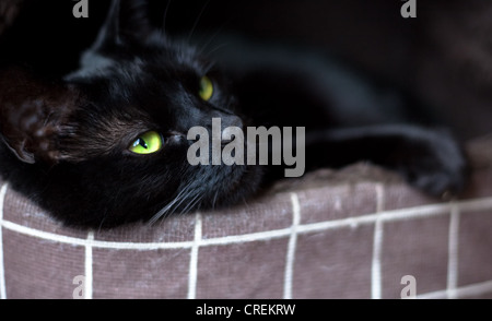 A cat relaxing in their favourite bed. Stock Photo