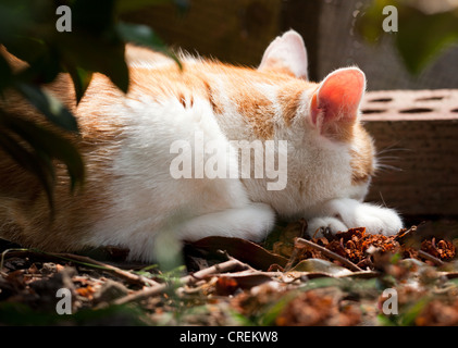 A cat finds some shade to rest in. It's a hard life being a cat when it's hot. Stock Photo