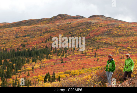Two women hiking in sub alpine tundra, Indian summer, leaves in fall colours, autumn, near Fish Lake, Yukon Territory, Canada Stock Photo