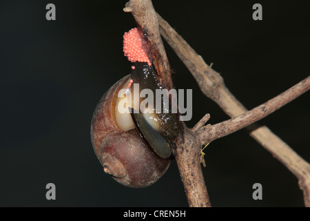 apple snails (Ampullariidae), female laying eggs, Thailand, Phuket, Rajjaphapa lake Stock Photo