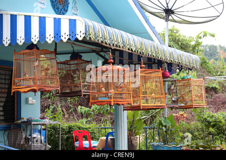 red-whiskered bulbul (Pycnonotus jocosus), perches of a bird dealer, Thailand, Phuket Stock Photo