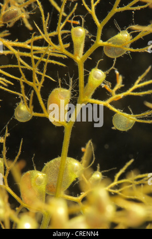 common bladderwort, greater bladderwort (Utricularia vulgaris), leaf with trapps, Germany, Bavaria Stock Photo