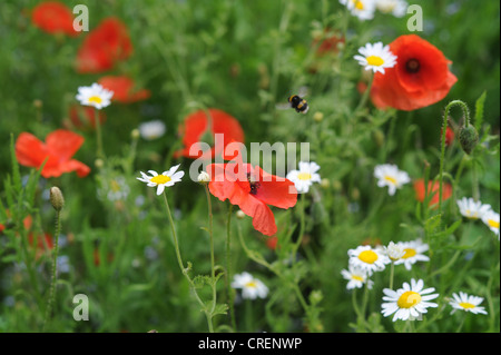 Wild flowers including daisies and poppies blooming in Queens Park Brighton  with a bumblee in flight Stock Photo