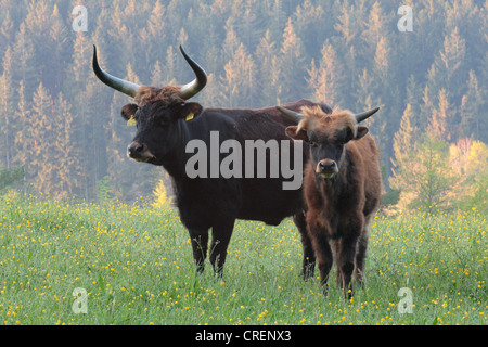 aurochs (domestic cattle) (Bos taurus, Bos primigenius), Heck cattle cow with a calf on a mountain meadow, Germany, Bavaria Stock Photo