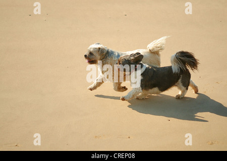 Two dogs running together along a sandy beach Stock Photo