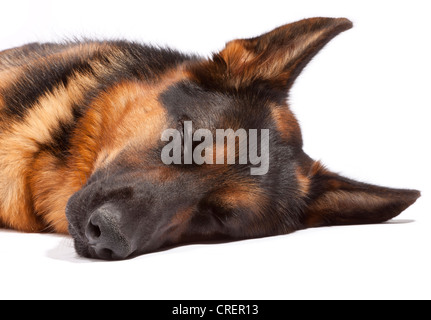 Young male German Shepherd Dog at 17 months old sleeping Stock Photo