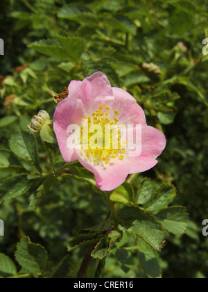 sweet briar rose (Rosa rubiginosa), flower, Germany, North Rhine-Westphalia Stock Photo