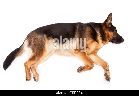 Young male German Shepherd Dog at 17 months old lying on his side Stock Photo