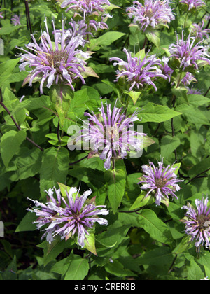 wild bergamot bee-balm (Monarda fistulosa), blooming Stock Photo