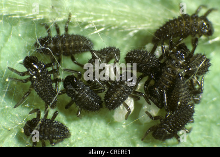 Seven spot ladybird (Coccinella septempunctata) newly hatched larvae with egg cases Stock Photo