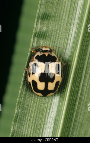 Fourteen spot ladybird or 14-spot ladybird (Propylea quatuordecimpunctata) adult pest predator Stock Photo