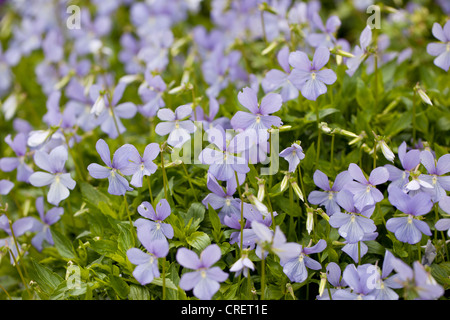 Close up of Pale blue viola in flower, England, UK Stock Photo