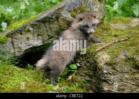 raccoon dog (Nyctereutes procyonoides), puppy, Germany Stock Photo