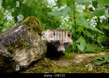 raccoon dog (Nyctereutes procyonoides), puppy, Germany Stock Photo