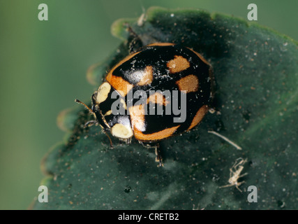 A colour variant of the two-spot ladybird (Adalia bipunctata) Stock Photo