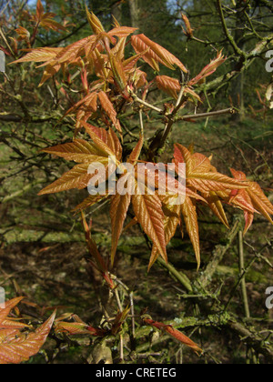 rough-barked maple, Three-flowered Maple (Acer triflorum), shoots in spring Stock Photo