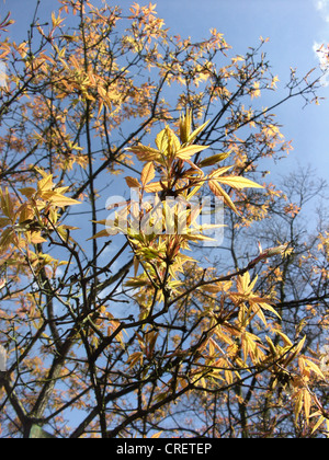 three flowered maple paperbark maple review three flowered maple paperbark maple review
