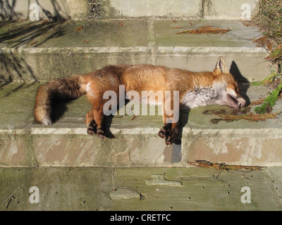 A dead dog European red fox (Vulpes vulpes) seemingly uninjured on garden steps