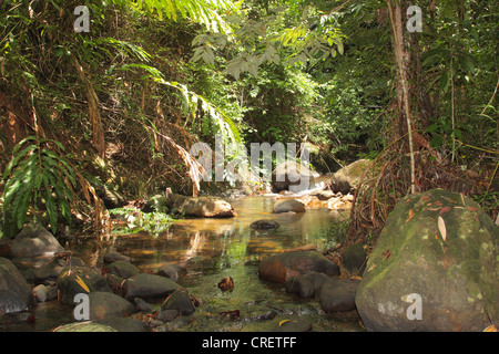 rain forest creek in the Khao Lak National Park, Thailand, Phuket, Khao Lak National Park Stock Photo