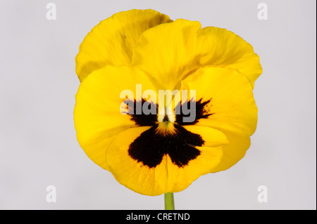 Yellow pansy (Viola) flower with a dark centre against a white background Stock Photo