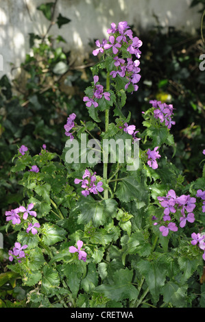 Honesty (Lunaria annua) flowering plant in dappled shade Stock Photo