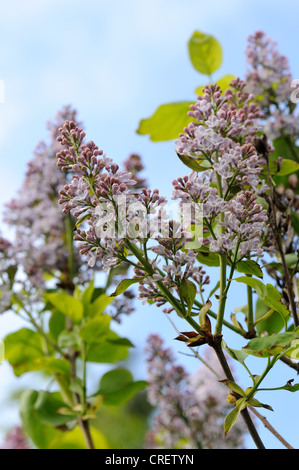 Lilac (Syringa vulgaris) lilac flowers against a blue spring sky, Devon Stock Photo