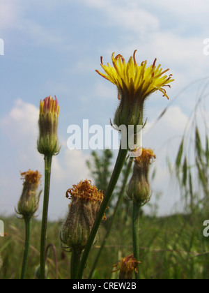 stinking hawk's-beard (Crepis foetida), inflorescences, Germany, North Rhine-Westphalia Stock Photo