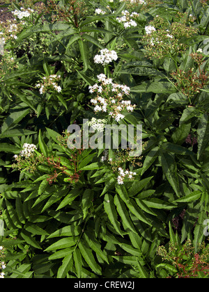 dwarf elder (Sambucus ebulus), blooming plants, Germany, North Rhine-Westphalia Stock Photo