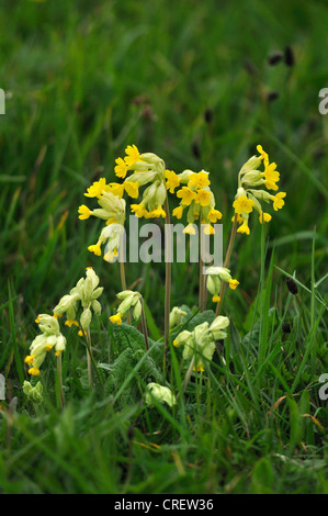 cowslip primula veris spring wild flower yellow Stock Photo