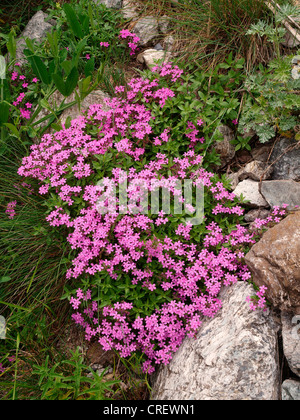 moss campion (Silene acaulis), blooming, France, Maritime Alps, Mercantour National Park Stock Photo