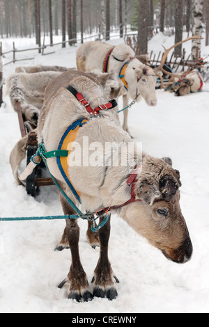 Reindeer in winter at the polar circle Stock Photo