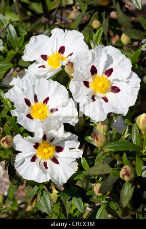 Cistus Purpureus Alan Fradd Stock Photo