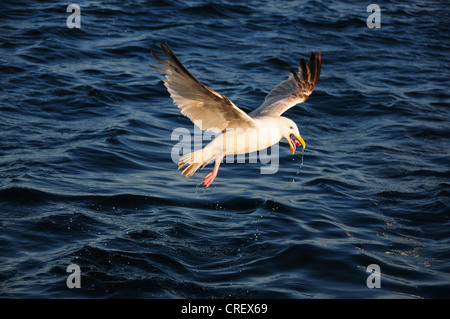 A herring gull in flight over the sea UK Stock Photo