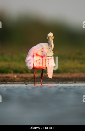 Roseate Spoonbill (Ajaia ajaja), immature preening, Dinero, Lake Corpus Christi, South Texas, USA Stock Photo