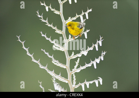 Pine Warbler (Dendroica pinus), male perched on icy branch, Dinero, Lake Corpus Christi, South Texas, USA