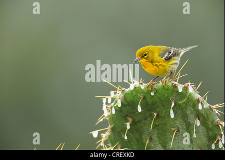 Pine Warbler (Dendroica pinus), male perched on ice covered Texas Prickly Pear Cactus (Opuntia lindheimeri), Dinero, Texas