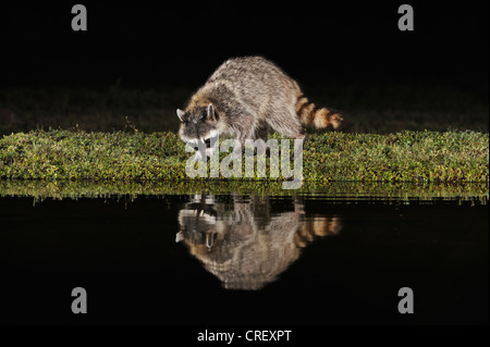 Northern Raccoon (Procyon lotor), adult at night at pond, Dinero, Lake Corpus Christi, South Texas, USA Stock Photo