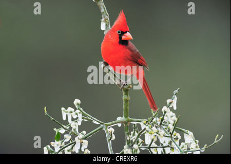 Northern Cardinal (Cardinalis cardinalis), male with eye ring perched on ice covered Christmas mistletoe, Texas Stock Photo