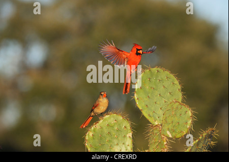 Northern Cardinal (Cardinalis cardinalis), pair landing on Texas Prickly Pear Cactus (Opuntia lindheimeri), Dinero, Texas